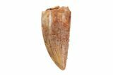 Serrated, Raptor Tooth - Kem Kem Beds #82151-1